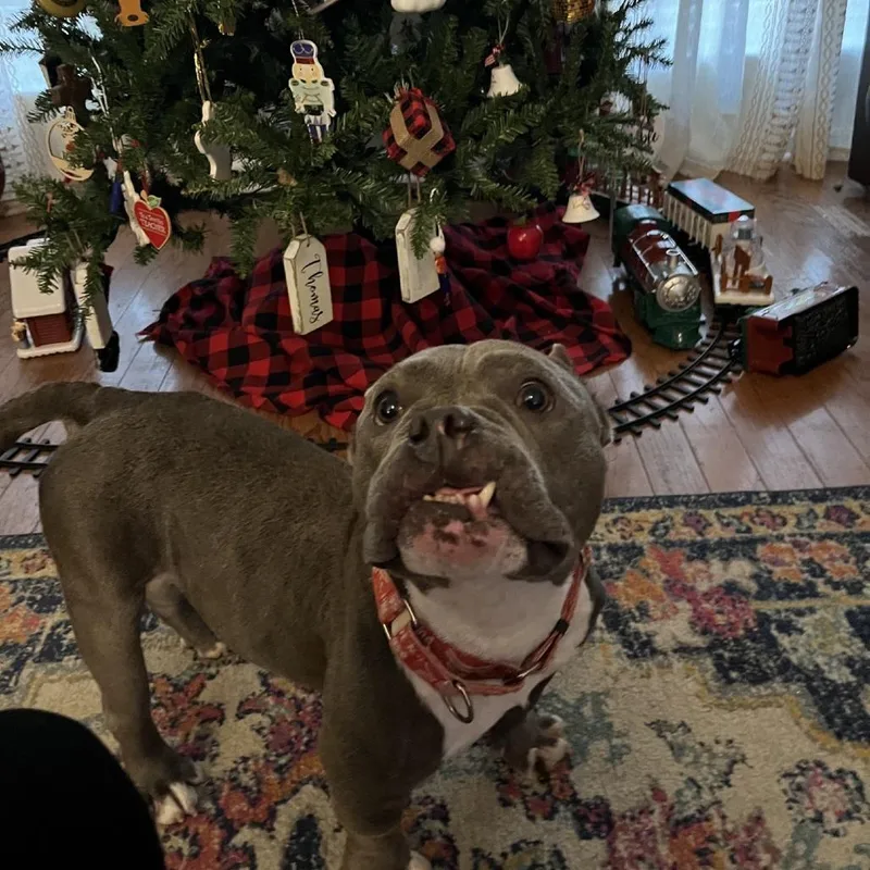 An adult medium-sized male American Bulldog dog named Mars for adoption in Tyrone, GA