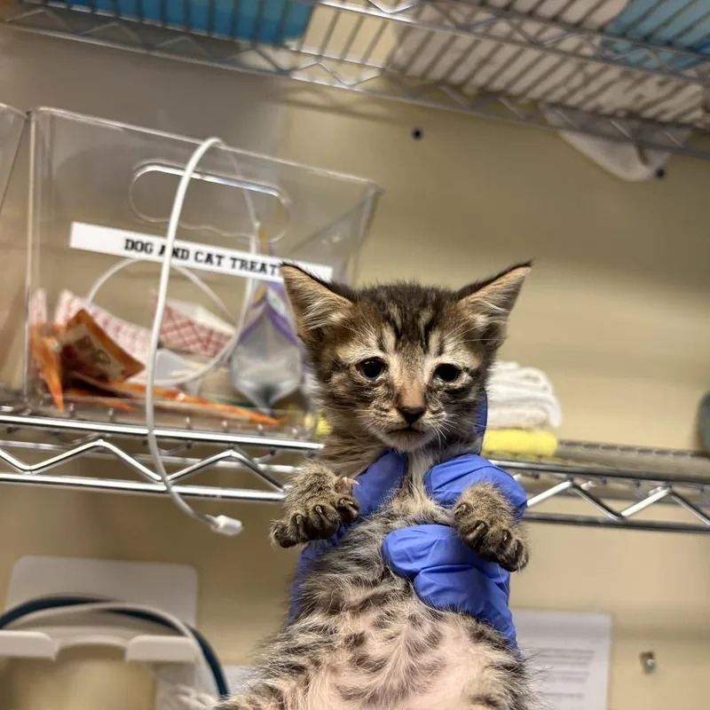 A baby small-sized male Brown / Chocolate Domestic Short Hair cat named Margherita Pizza for adoption in Pasadena, CA