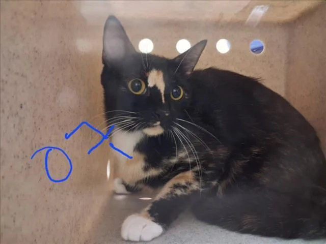 A young small-sized female Domestic Short Hair cat named Bond  Meow Bond for adoption in Santa Fe, NM