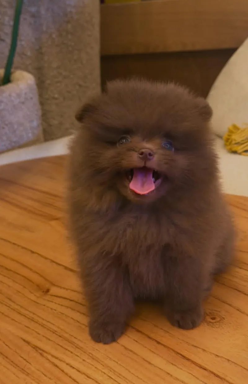 A young small-sized female Pomeranian dog named Suzi for adoption in Houston, TX