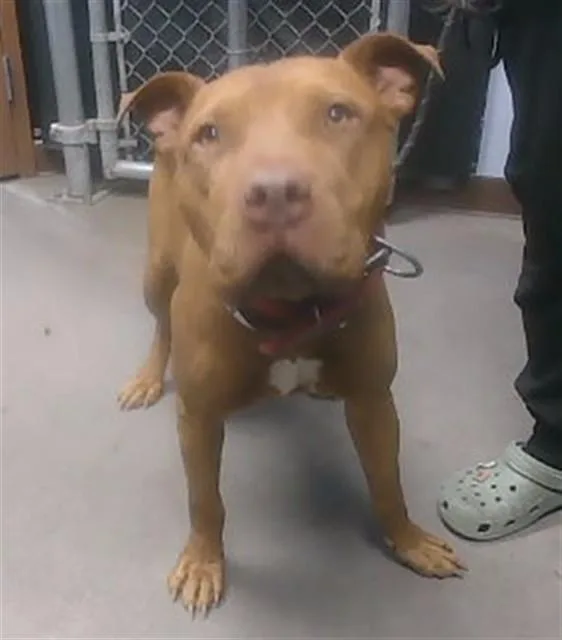 An adult large-sized male Pit Bull Terrier dog named Smiley for adoption in Phoenix, AZ