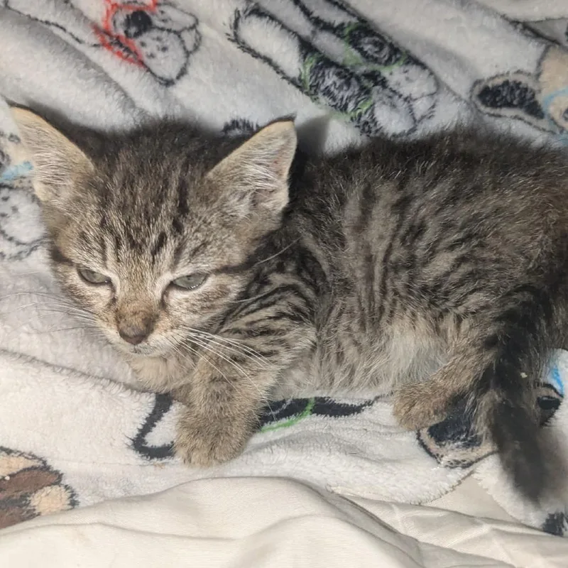 A baby small-sized male Brown / Chocolate Domestic Short Hair cat named Grasshopper for adoption in Jefferson city, TN