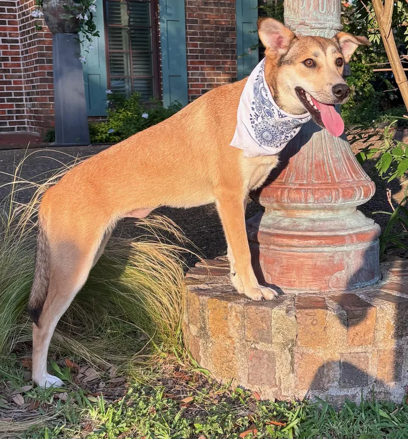 Dahlia  Precious Girl! thumbnail 3