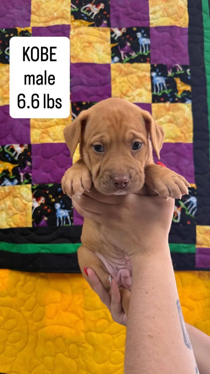 A baby large-sized male Red / Chestnut / Orange Mixed Breed dog named Kobe for adoption in LEMONT, IL