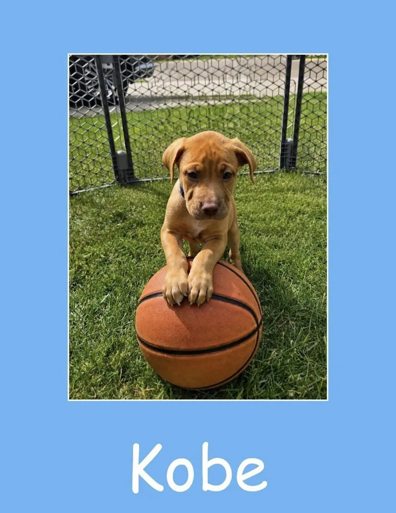Kobe thumbnail 2