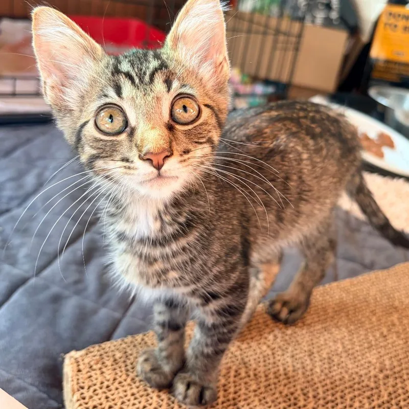 A baby small-sized male Gray / Blue / Silver Domestic Short Hair cat named Spanky for adoption in Aldie, VA