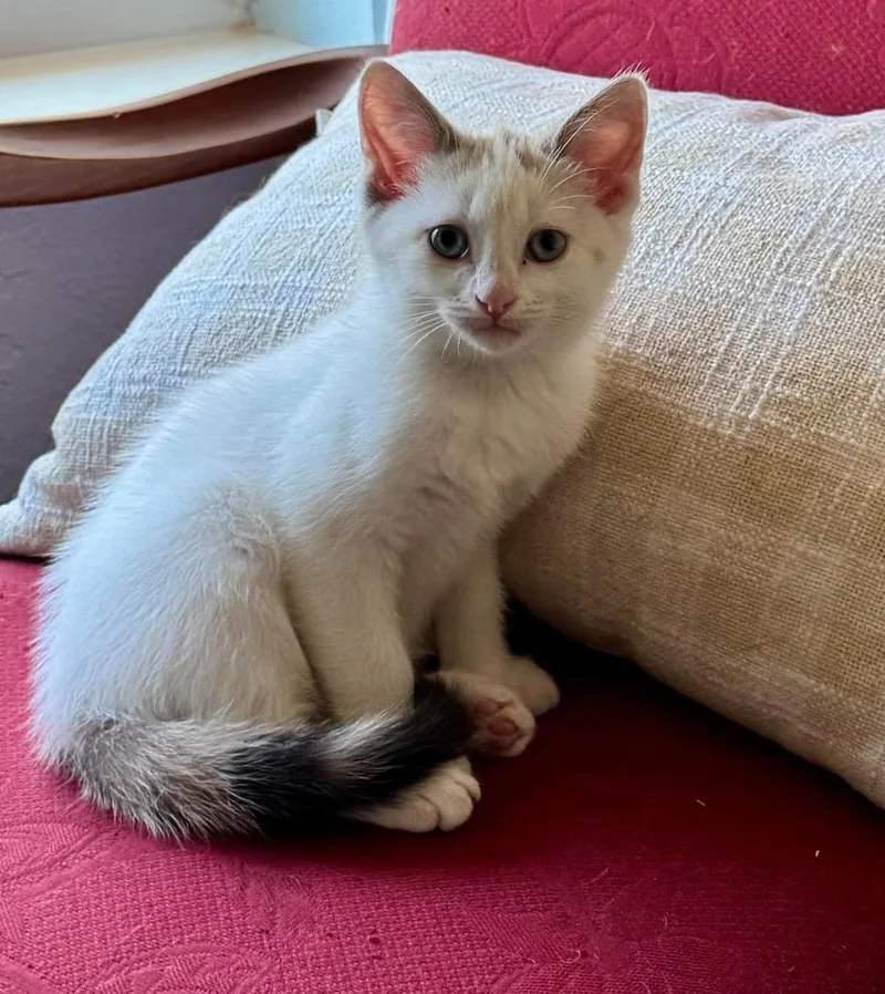 Calypso