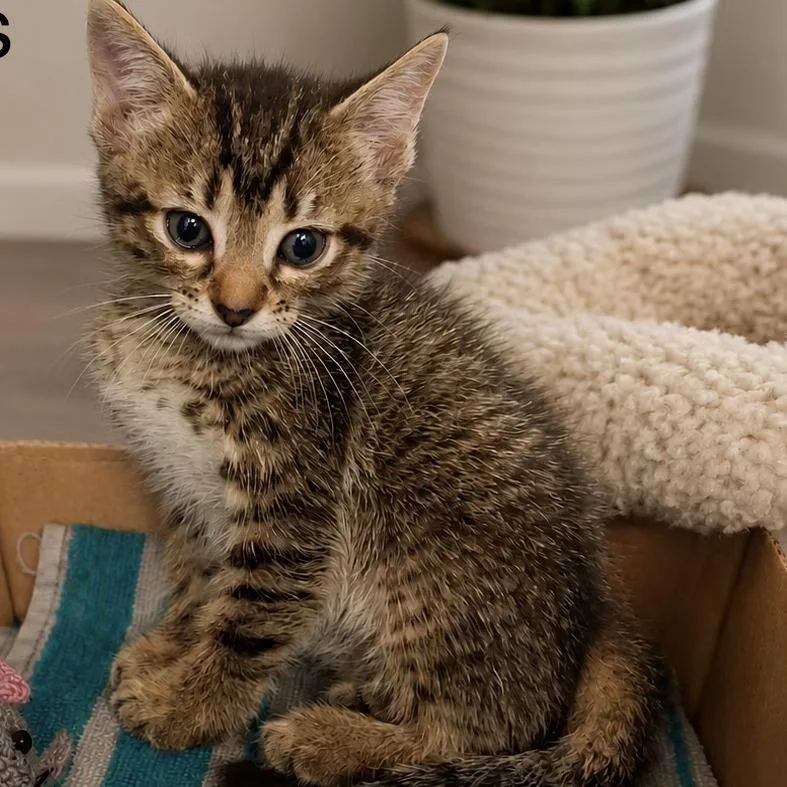 A baby small-sized female Brown / Chocolate Domestic Short Hair cat named Carabiner for adoption in Austin, TX