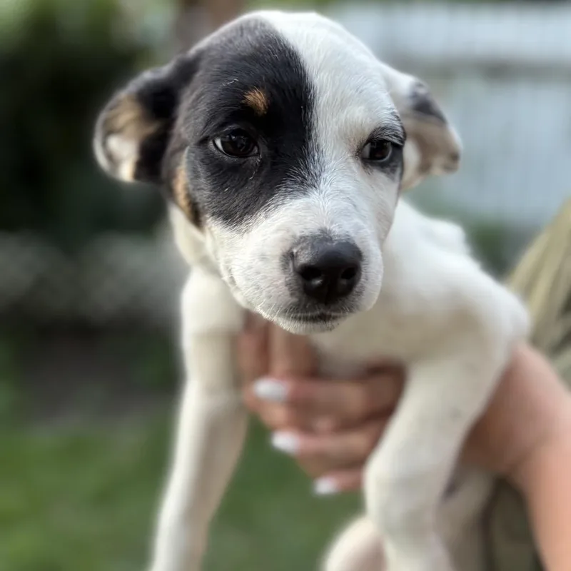 A baby small-sized female White / Cream Mixed Breed dog named Oakley for adoption in Rochester, MN