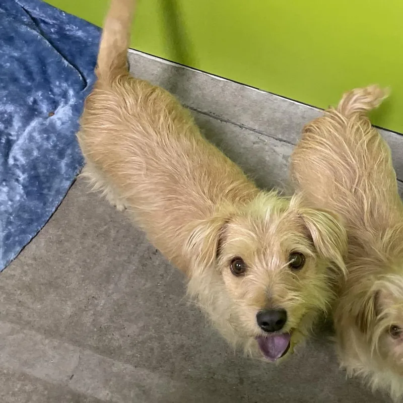 An adult small-sized female Terrier dog named Mocha for adoption in Spokane, WA