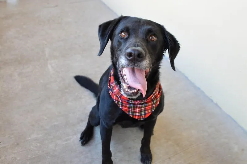 A senior large-sized male Labrador Retriever dog named Flash for adoption in McKinney, TX