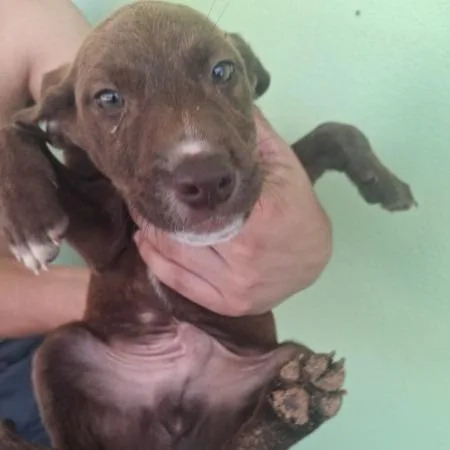 A baby medium-sized female Brown / Chocolate Mixed Breed dog named Kira for adoption in Fairfax Station, VA
