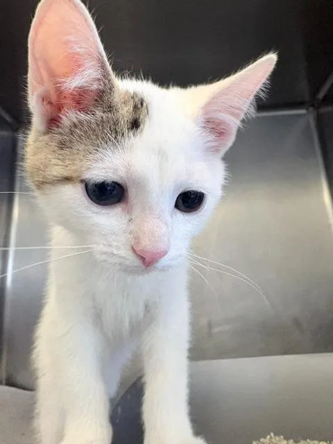 A baby small-sized male Domestic Short Hair cat named Smudge for adoption in Ogdensburg, NY