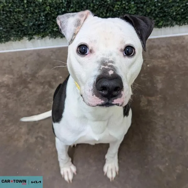 An adult medium-sized male Pit Bull Terrier dog named Bing Bong for adoption in Lexington, KY