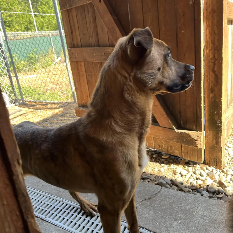 A young medium-sized female Brindle American Staffordshire Terrier dog named Winnie for adoption in Snoqualmie, WA