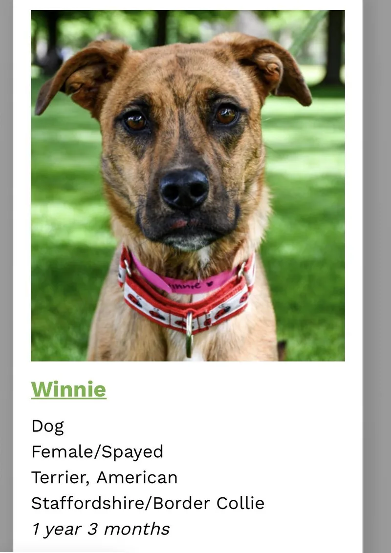 Winnie thumbnail 3