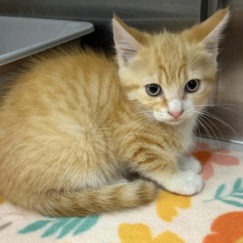 A baby small-sized male Orange / Red Domestic Short Hair cat named Banyon for adoption in Marion, VA