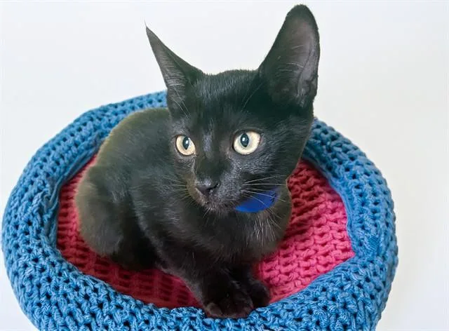 A baby medium-sized male Domestic Short Hair cat named Zuko for adoption in Fort Lauderdale, FL