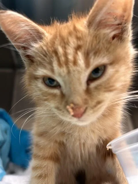A baby small-sized male Domestic Short Hair cat named Jeeble for adoption in Riverside, CA