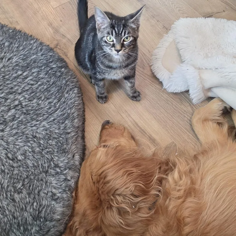 A young small-sized male Domestic Short Hair cat named Zane for adoption in Spokane, WA
