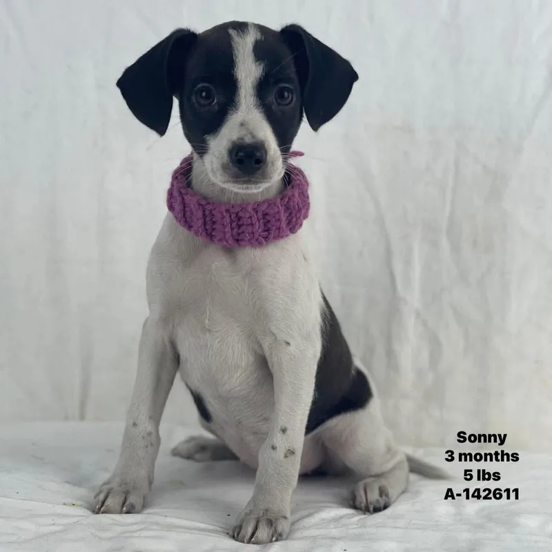 A baby medium-sized male White / Cream Labrador Retriever dog named Sonny Local August for adoption in Brookshire, TX