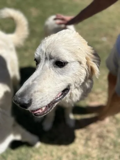 Helios