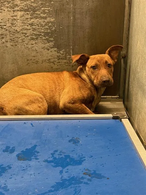 A young medium-sized female Pit Bull Terrier dog named Courage for adoption in Conroe, TX