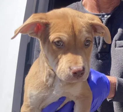A baby medium-sized male Mixed Breed dog named Malone for adoption in Cincinnati, OH