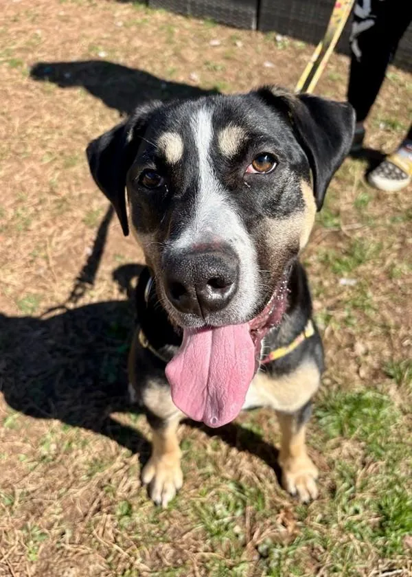 A young medium-sized male Hound dog named King for adoption in Skillman, NJ