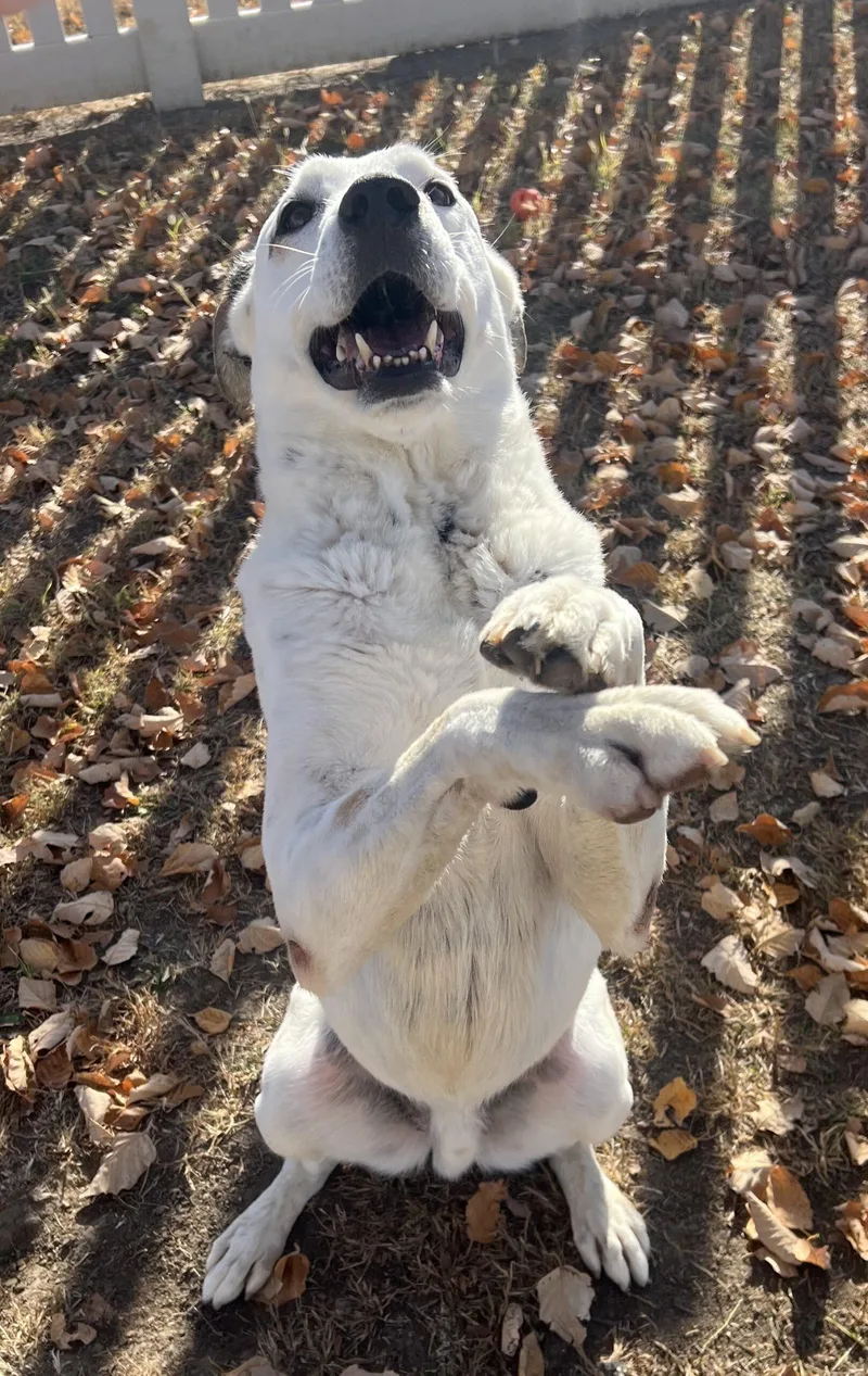 Gary Cooper thumbnail 2