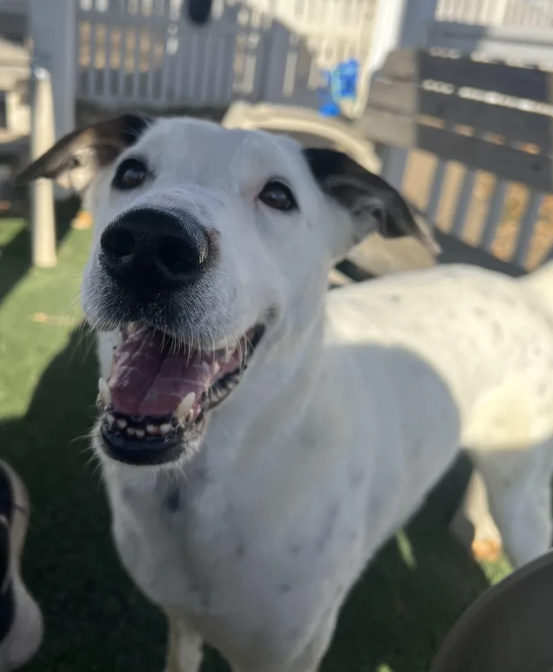 Gary Cooper thumbnail 3