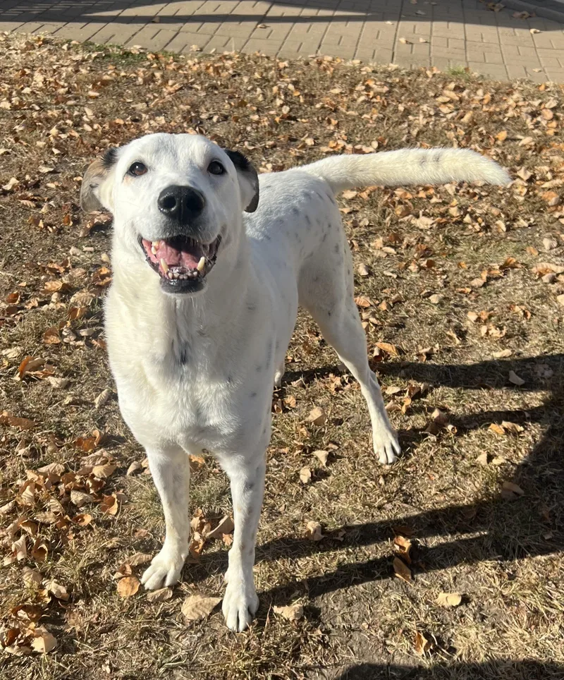 Gary Cooper thumbnail 4