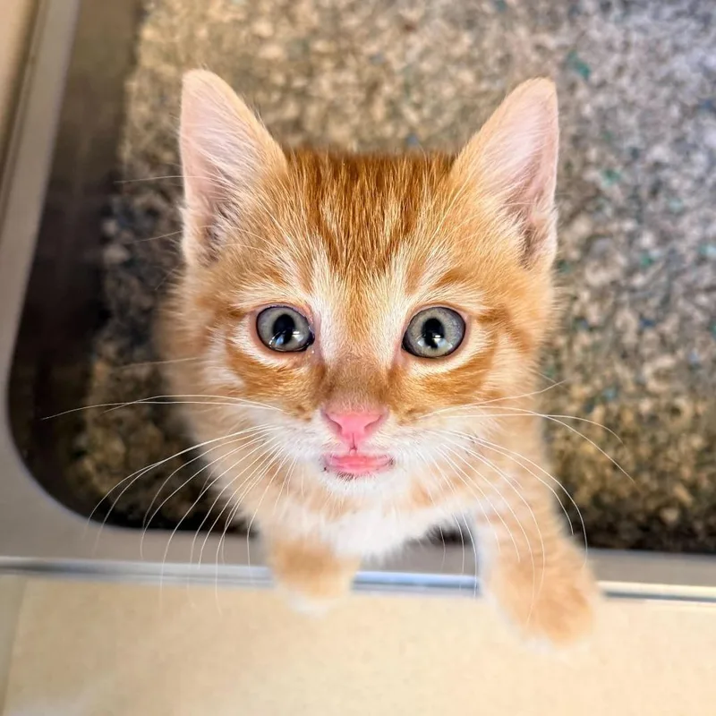 Axel