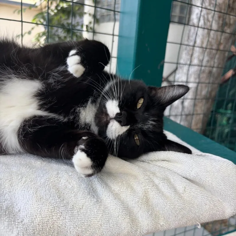 An adult small-sized female Tuxedo cat named Olive for adoption in Los Angeles, CA