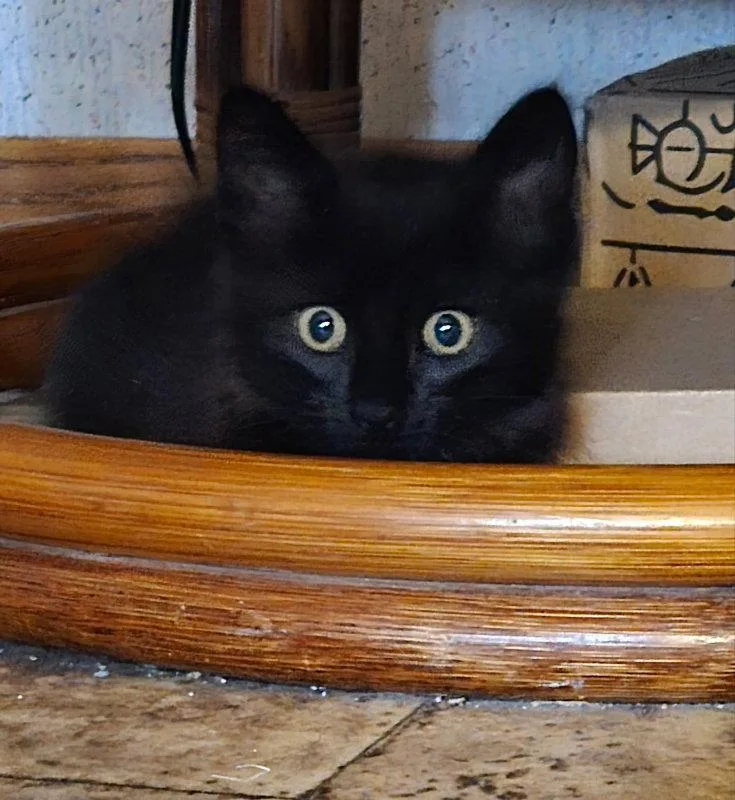A baby medium-sized female Black Domestic Short Hair cat named Mother Pearl for adoption in Pineville, LA