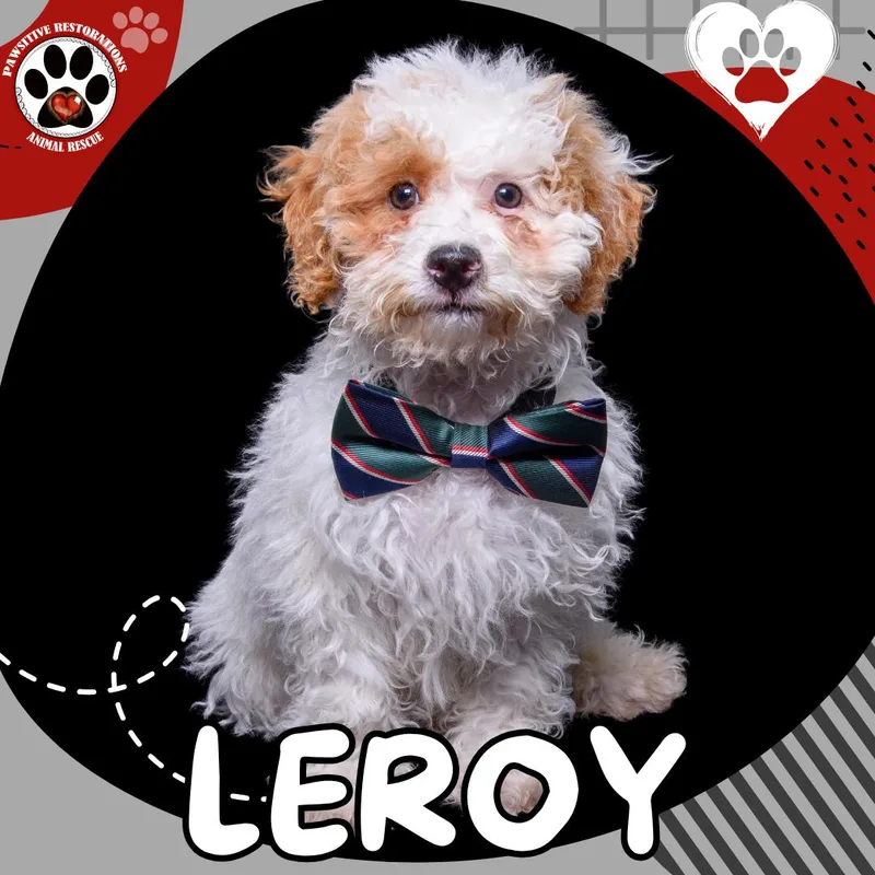 Leroy thumbnail 3