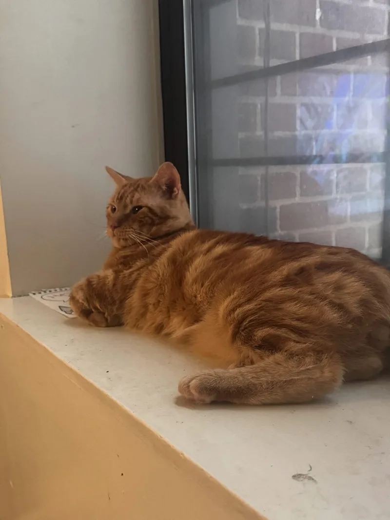 An adult large-sized male Orange / Red Domestic Short Hair cat named Raven for adoption in South Ozone Park, NY