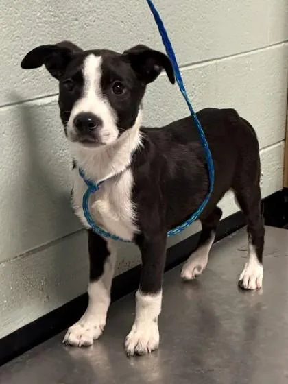A baby medium-sized male Pit Bull Terrier dog named Mouth for adoption in Red Bluff, CA