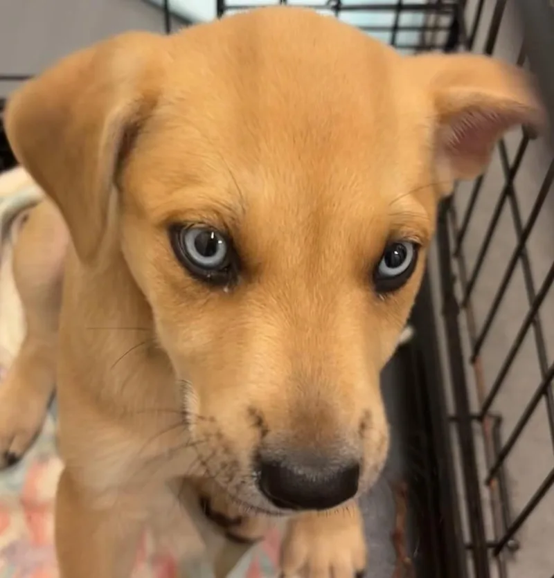 A baby small-sized female Shepherd dog named Myra for adoption in Elizabethton, TN