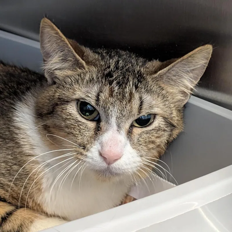 A young medium-sized female Brown / Chocolate Domestic Short Hair cat named Gumdrop for adoption in Tacoma, WA