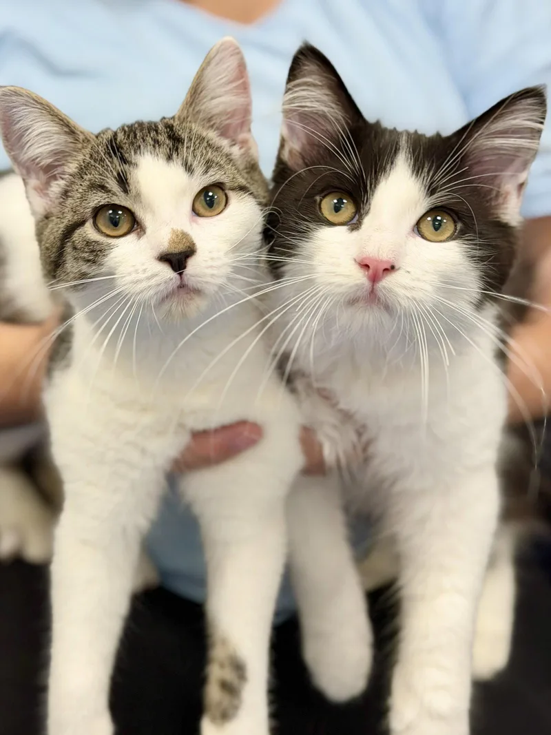 A baby medium-sized female Black & White / Tuxedo Domestic Short Hair cat named Vivi for adoption in West Cornwall, CT