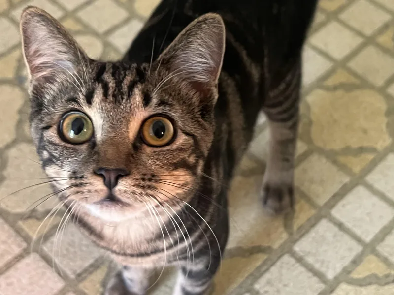 Sammy