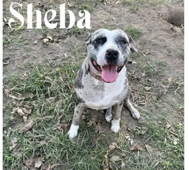 Sheba thumbnail 4