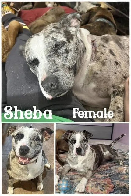 Sheba thumbnail 6