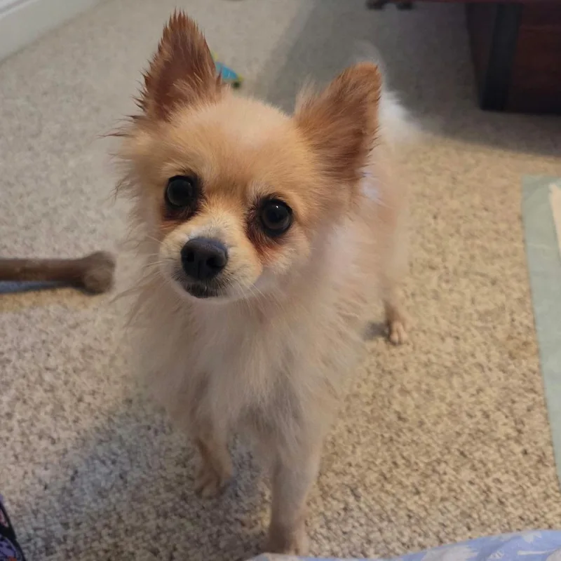 An adult small-sized female Pomeranian dog named Sugar for adoption in Jackson, MO