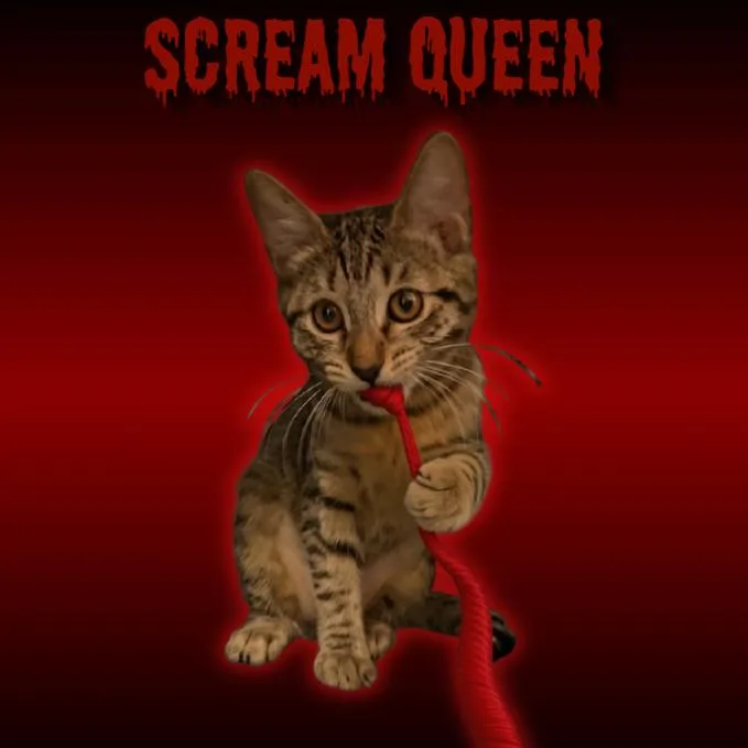A baby small-sized female Brown / Chocolate Domestic Short Hair cat named Scream Queen for adoption in Tempe, AZ