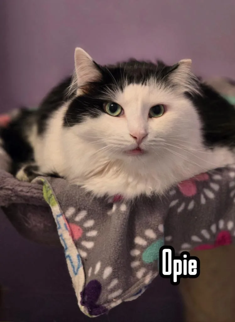 Opie thumbnail 3