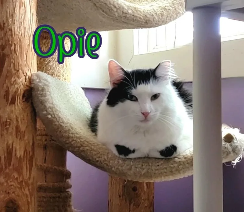 Opie thumbnail 4