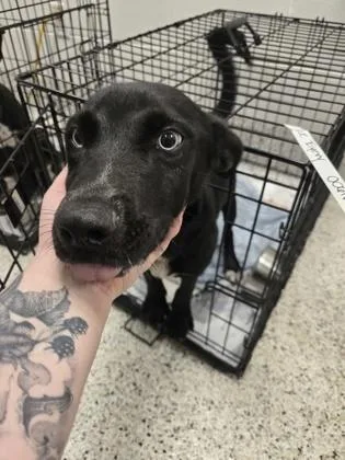 A young small-sized female Mixed Breed dog named Blue Eyevy for adoption in Atlanta, GA