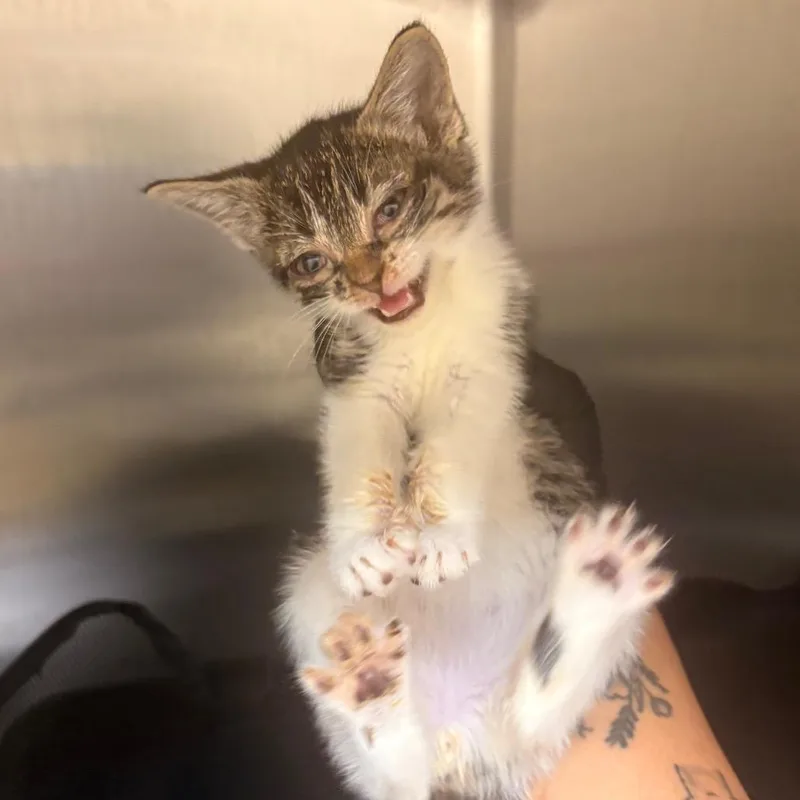A baby small-sized male Gray / Blue / Silver Domestic Short Hair cat named Bubba Ray Dudley for adoption in Winston-Salem, NC